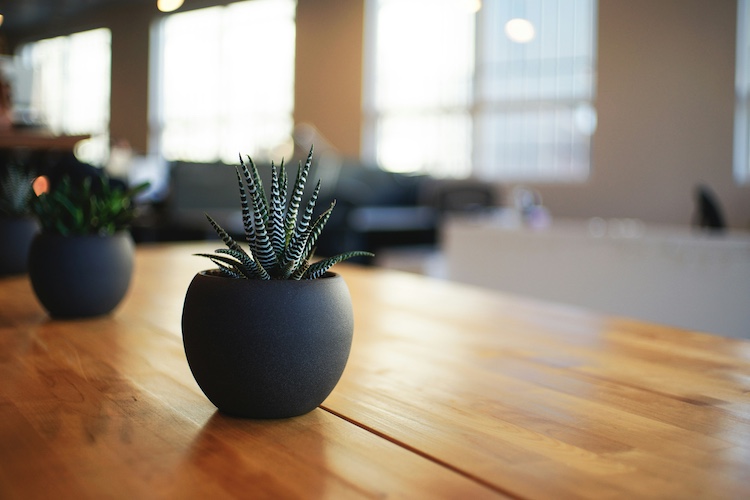 Planter på spisebord i træ
